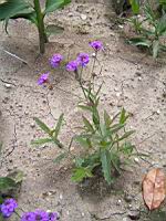 Verbena Venosa (fam verbenacees) (1) (Photo F. Mrugala)